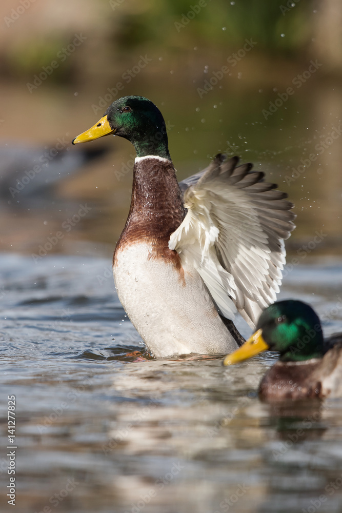 Fototapeta premium Mallard, Duck, Anas platyrhynchos