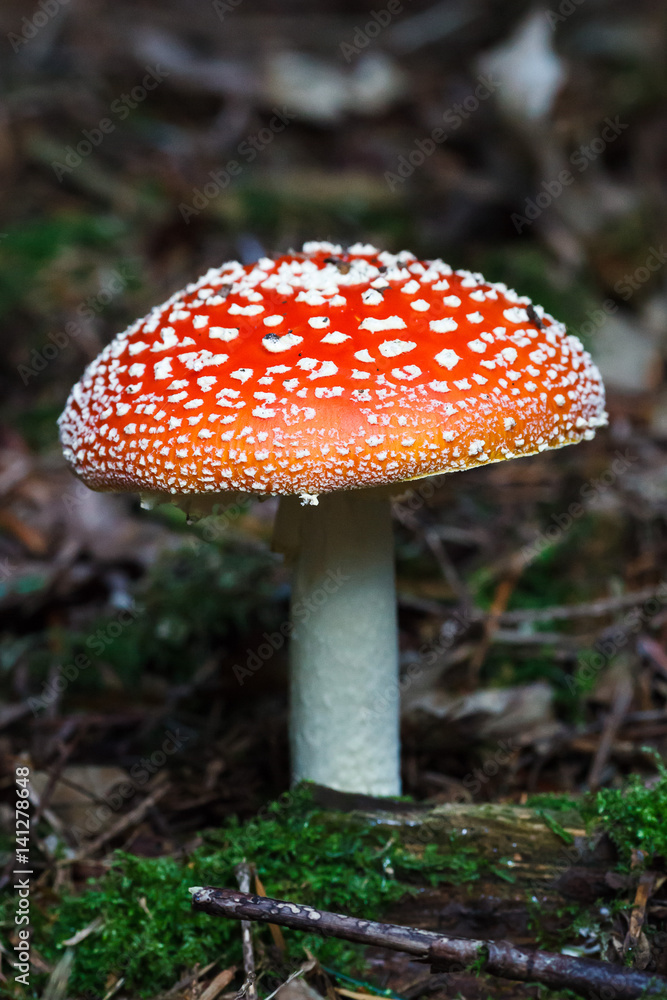 Amanita muscaria mushroom in a forest Amanita muscaria mushroom in a forest