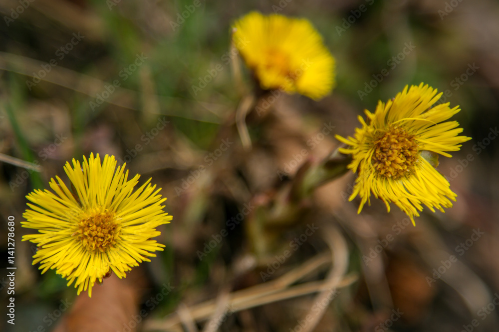 Tussilago farfara Tussilago farfara