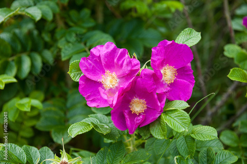 Fuchsia Meidiland Roses