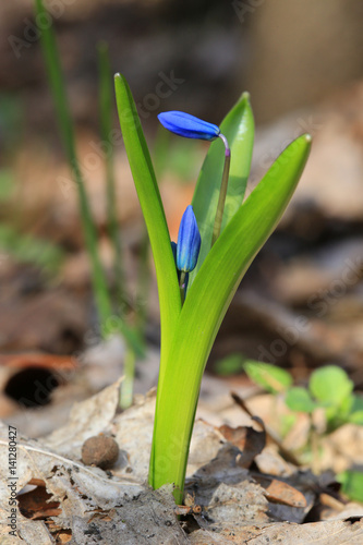 tender blue spring flowers