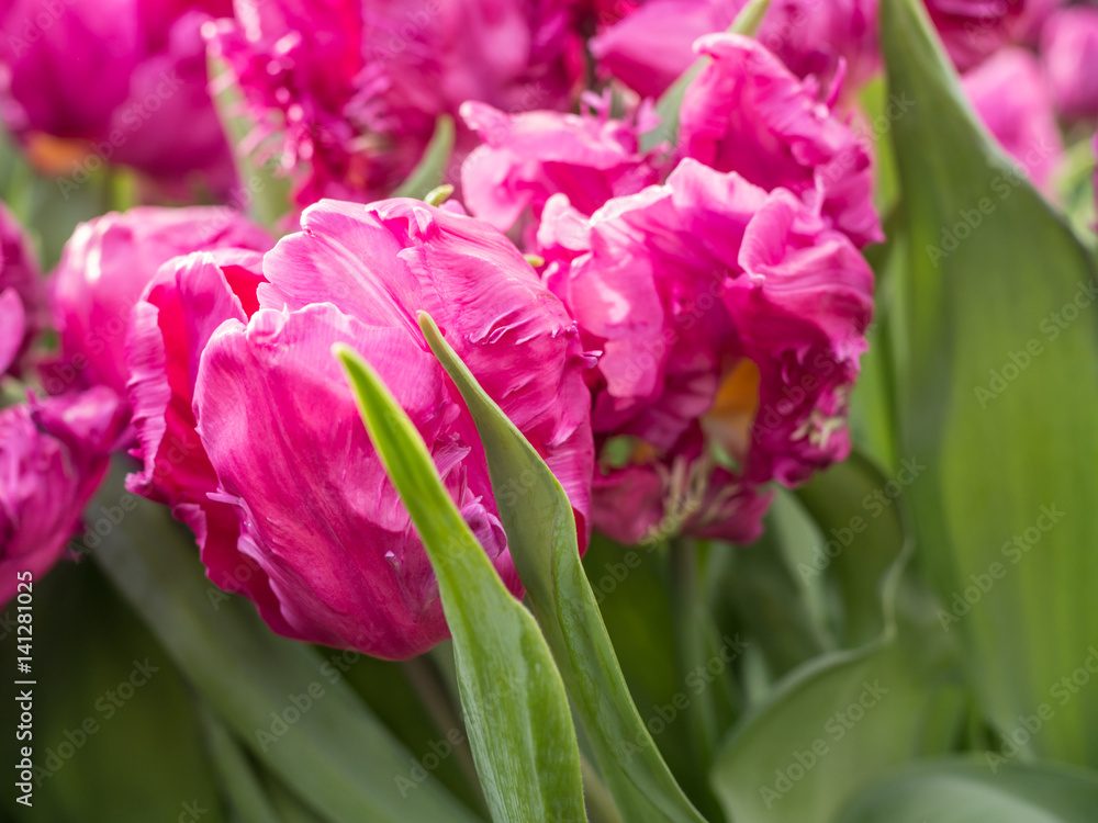 Obraz premium Весенние тюльпаны.Spring tulips
