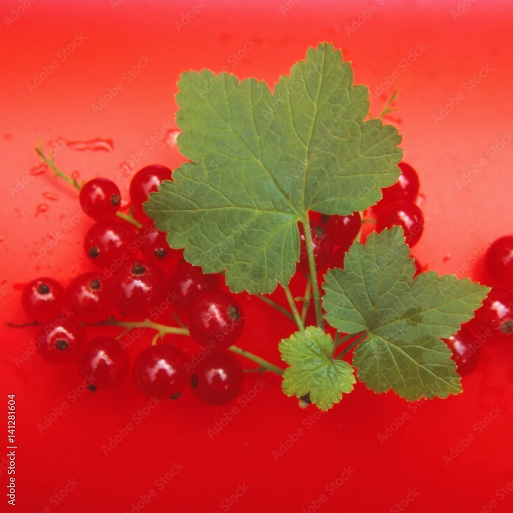 Ripe red currant berries and green leaves