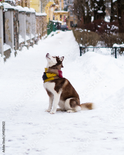 Siberian Husky puppy dog wearing red, yellow, brown scarf sitting on snow. Winter in downtown city park, selective focus, toned.