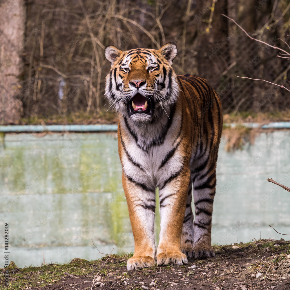 Fototapeta premium Tiger - Panthera tigris