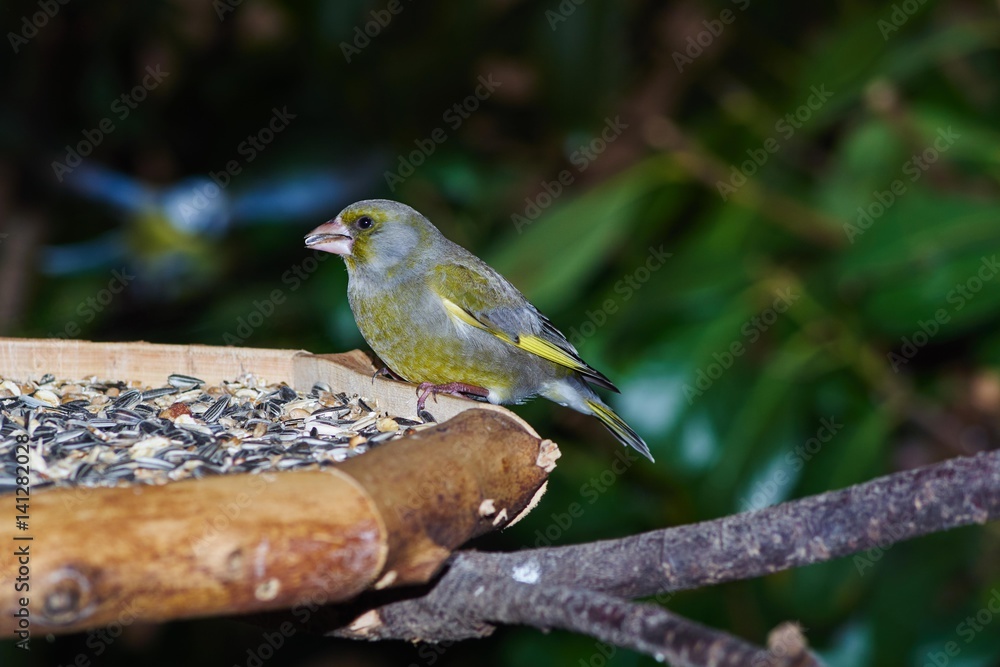 Grünfink (Carduelis chloris) Grünfink (Carduelis chloris)