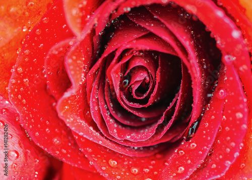 Vibrant fresh close up isolated beautiful macro pink orange red rose water drops. Selective focus.