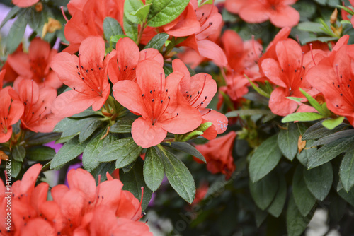 Куст азалии расцвел красивыми и нежеыми цветами