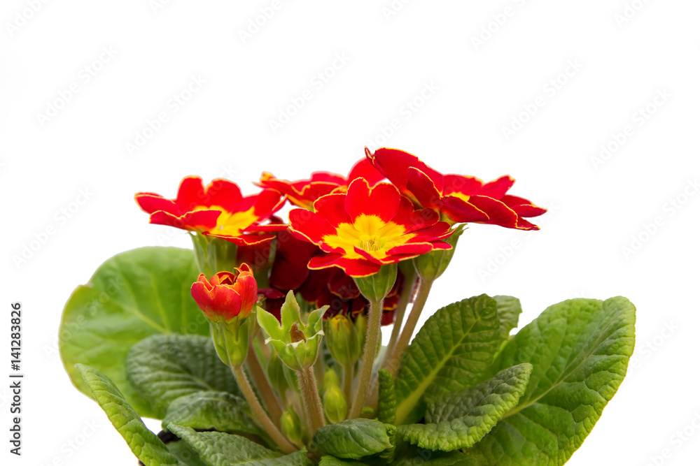 red with yellow primrose flower red with yellow primrose flower