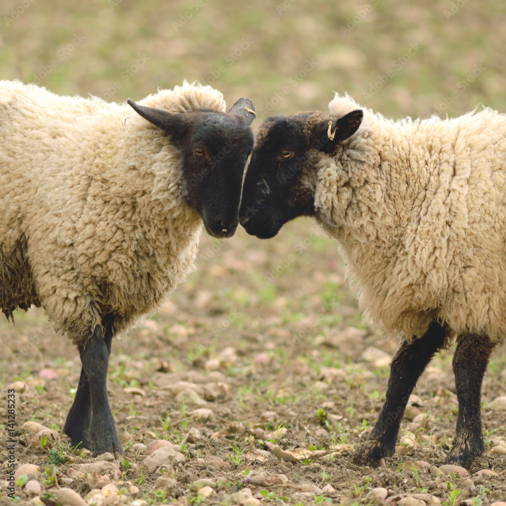 Obraz premium Sheep on a farmland in Devon