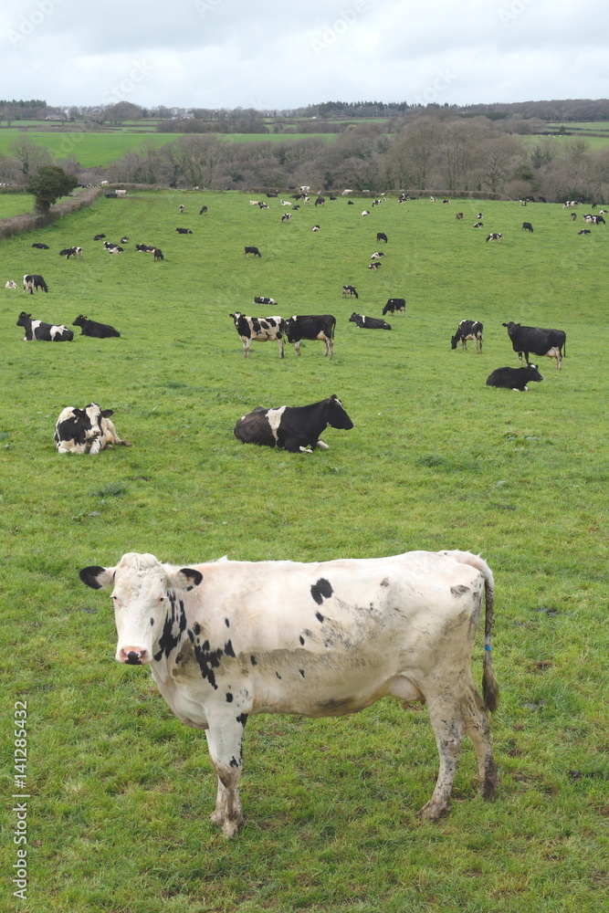 Herd of cows on a farmland in Devon Herd of cows on a farmland in Devon