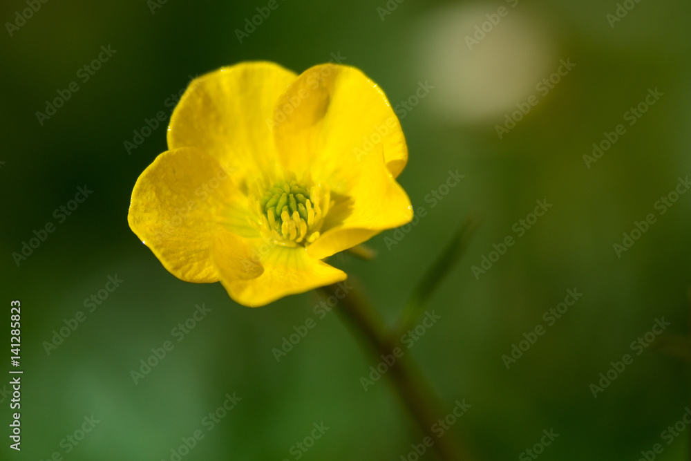 Obraz premium Ranuncolo