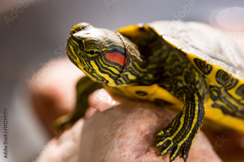 Trachemys scripta elegans