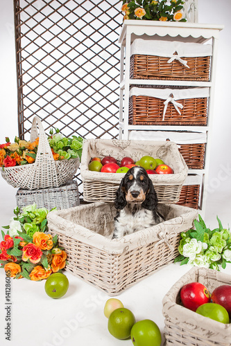 Little puppy cocker spaniel...
