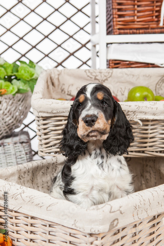 Little puppy cocker spaniel...