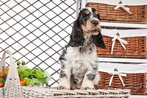 Little puppy cocker spaniel...
