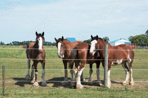 Four Clydesdales