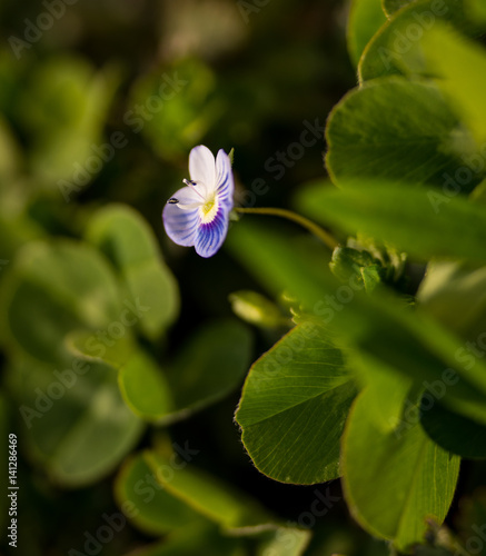 veronica agreste photo