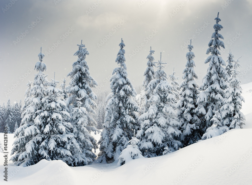 Fototapeta premium winter landscape