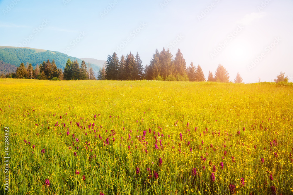 Fototapeta premium Fantastic sunny day