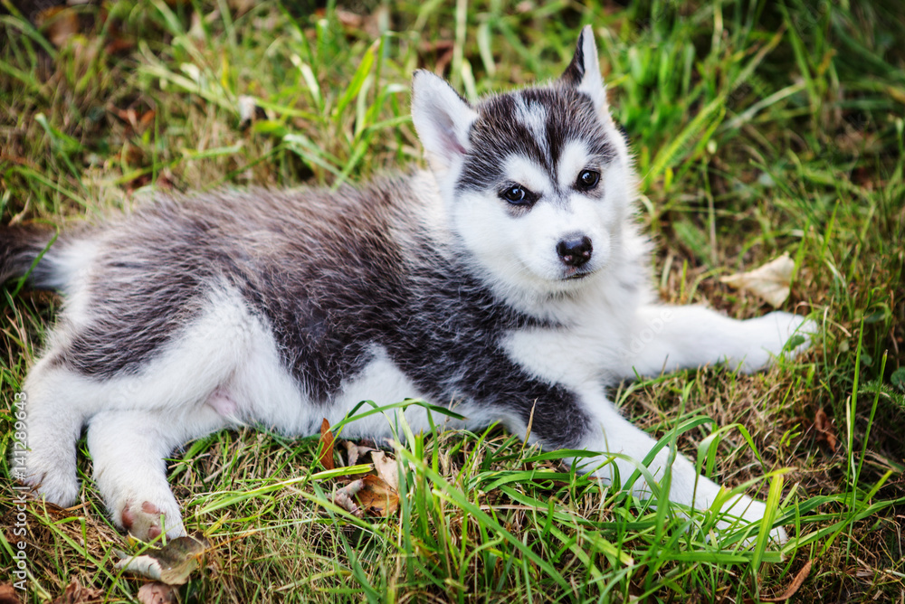 Fototapeta premium HUSKY DOG