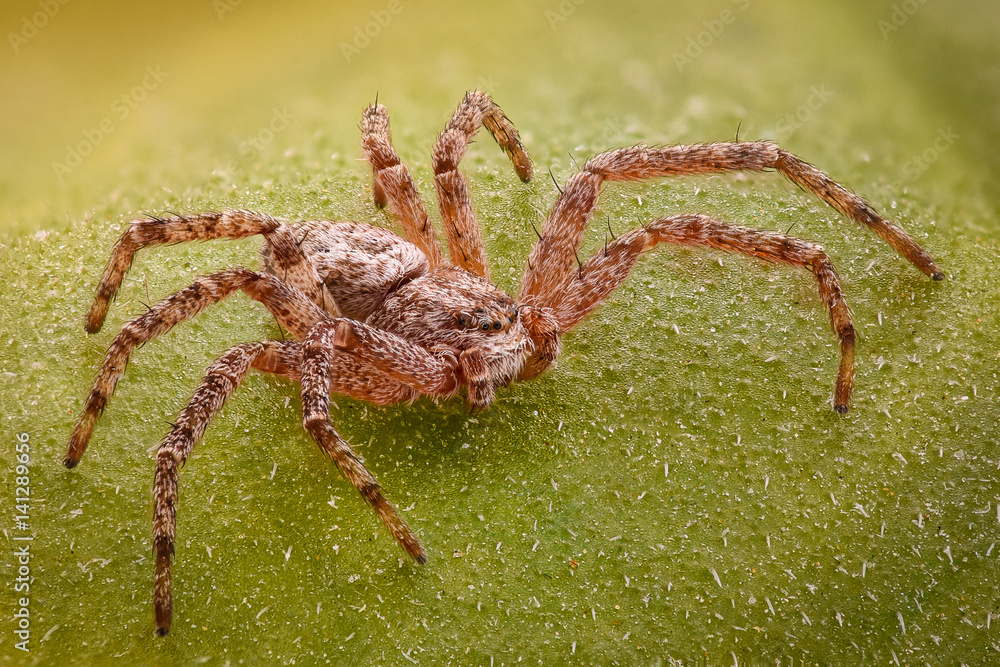 Extreme magnification - Spider on a leaf Extreme magnification - Spider on a leaf