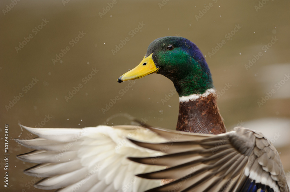 Obraz premium Mallard drake portrait with bob wings