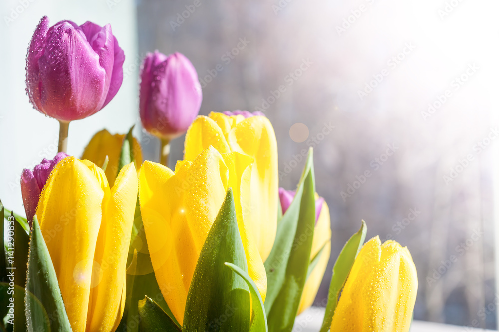 Naklejka premium beautiful yellow and violet spring tulips