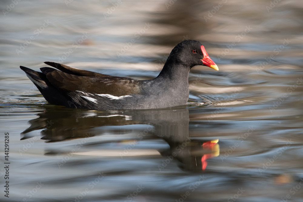Common Moorhen, Moorhen, Gallinula chloropus Common Moorhen, Moorhen, Gallinula chloropus