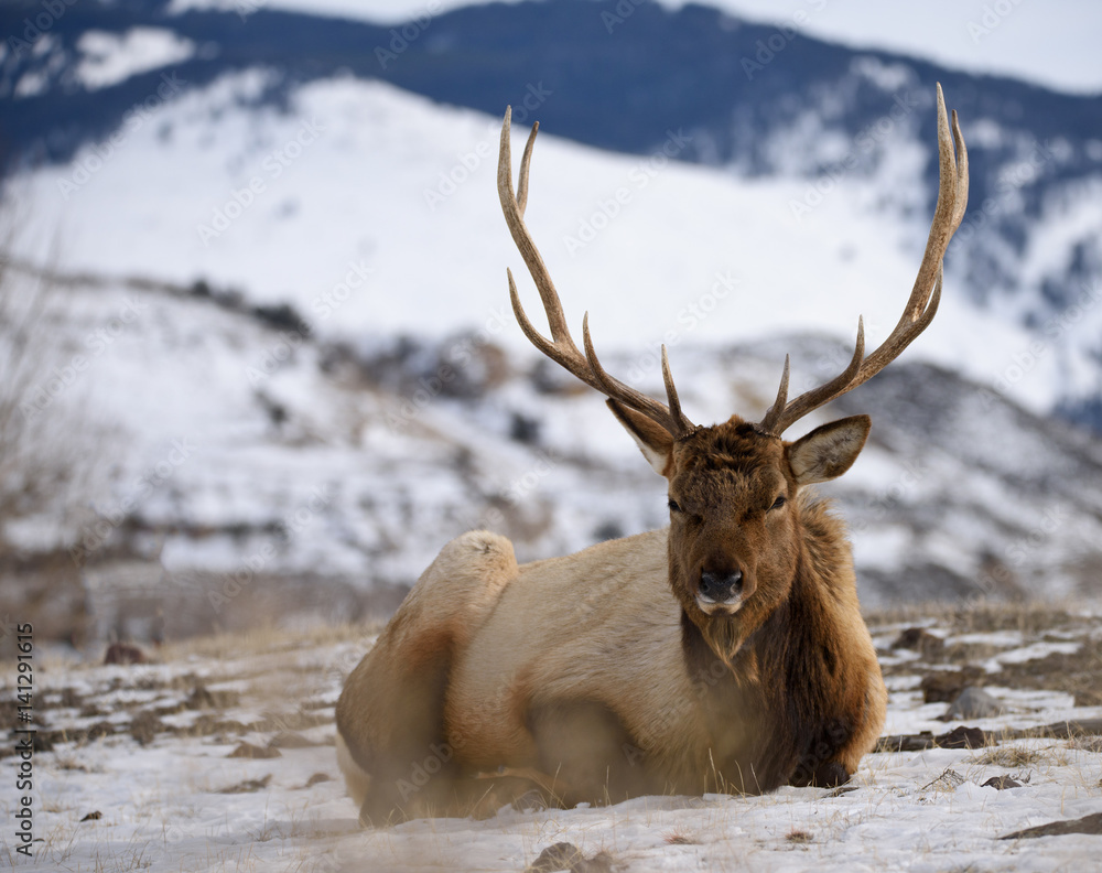 Obraz premium Bull Elk Resting