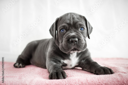 Puppy Cane Corso gray color on the background