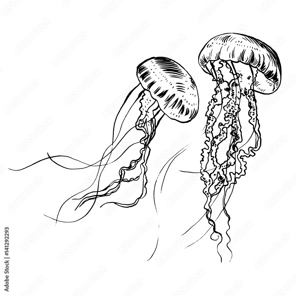 Naklejka premium Vector illustration jellyfish. Painted by hand.