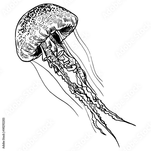 Vector illustration jellyfish. Painted by hand.