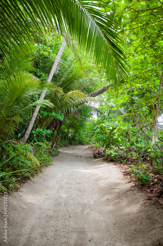 Sand road to the beach in tropical forest