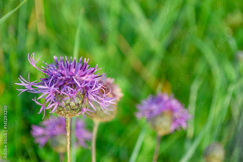 purple knapweed flower on a background of green grass in a field in summer purple knapweed flower on a background of green grass in a field in summer