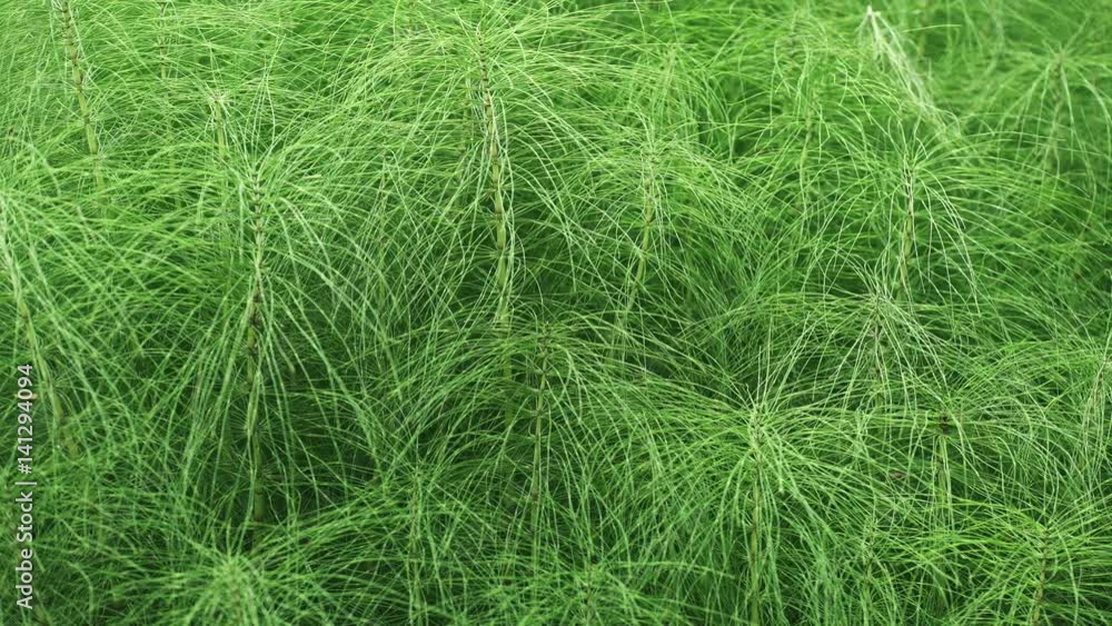 Thick bushes of green grass looking like coniferous in forest summer, close up focus pull Thick bushes of green grass looking like coniferous in forest summer, close up focus pull