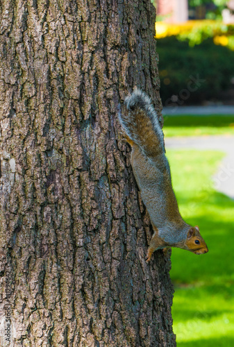 A squirrel on a tree © MISHELLA