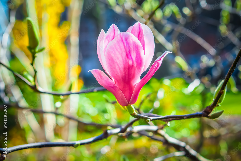 Pink Magnolia flower on the blurred background Pink Magnolia flower on the blurred background