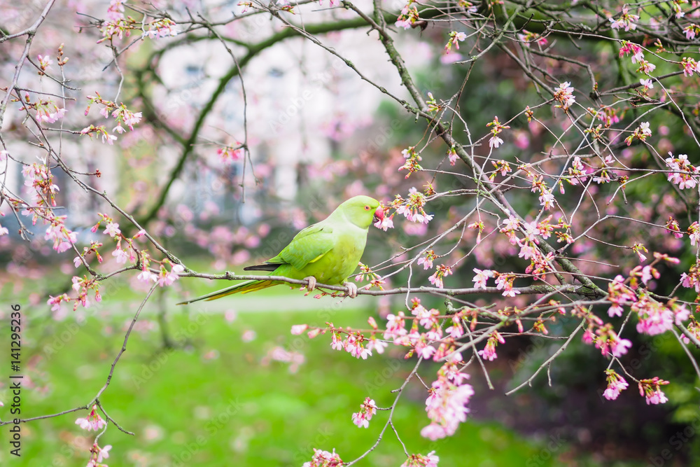 Ring necked parakeet, Psittacula krameri eating flowers in the tree Ring necked parakeet, Psittacula krameri eating flowers in the tree