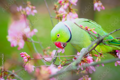 Ring necked parakeet eating flowers in the tree on the blurred background photo