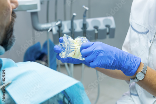 Hands holding jaw model. Medic in blue gloves. Basics of dental anatomy.