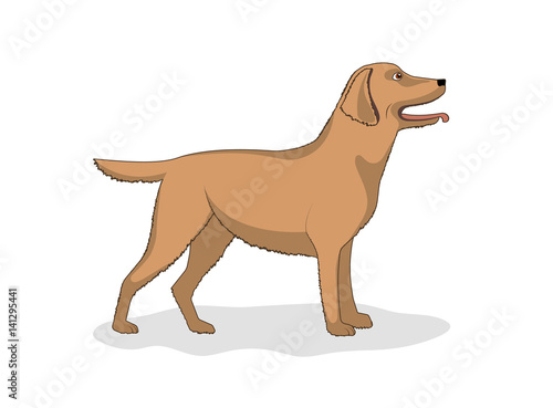 Drawing of a dog of breed Labrador  vector illustration.