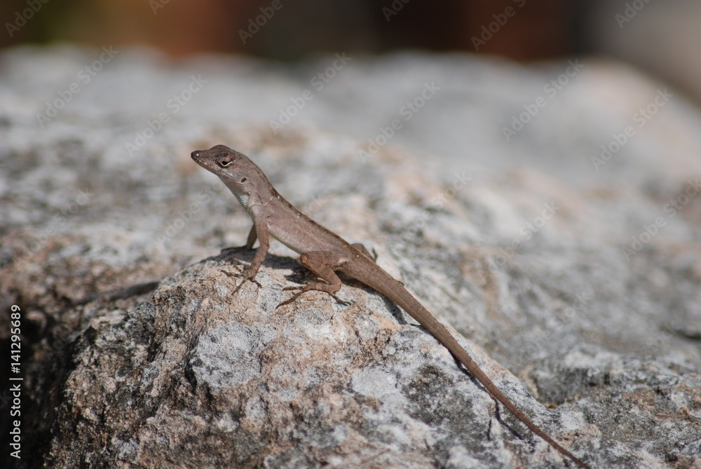 ciel nuage plage fleur plante botanique exterieur printemps nature papillon baie jardin lezard reptile ciel nuage plage fleur plante botanique exterieur printemps nature papillon baie jardin lezard reptile