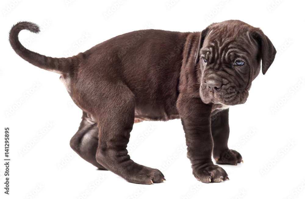 Obraz premium Beautiful young puppy italian mastiff cane corso (1 month) on white background