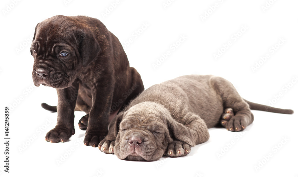 Two beautiful young puppies italian mastiff cane corso (1 month) on white background. Two beautiful young puppies italian mastiff cane corso (1 month) on white background.