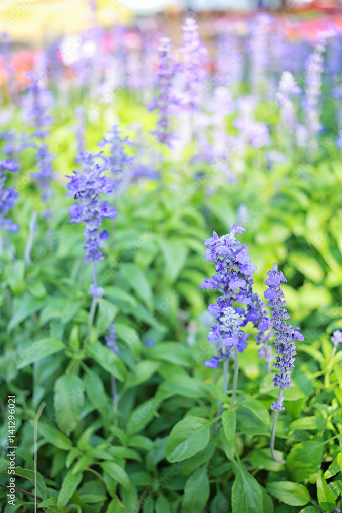 Fototapeta premium Lavender flowers are blossoming.