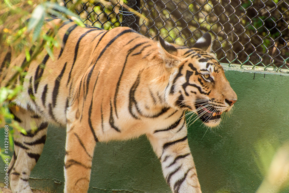Obraz premium Royal bengal tiger