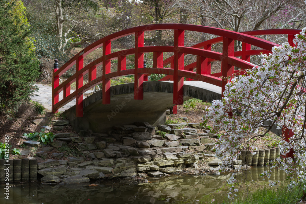 Red arched bridge and cherry blossoms in a Japanese garden.