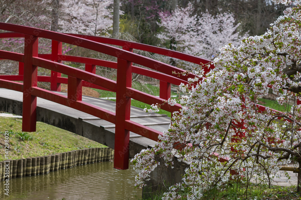Cherry blossoms with red bridge in a Japanese garden