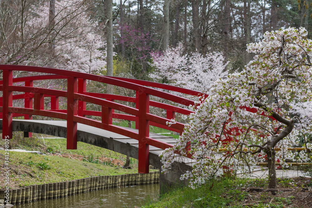 Japanese gardens with cherry blossoms at Duke Gardens in Durham, North Carolina.